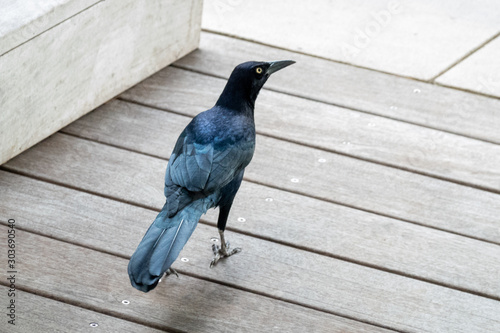 Common Grackle male photo