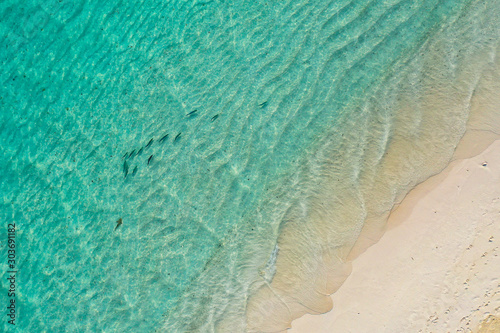 Aerial top down view of black tip sharks together in symbiosis with blue tuna swimming and hunting for a small fish in the early morning in the shallow tropical turquoise clear waters of exotic island