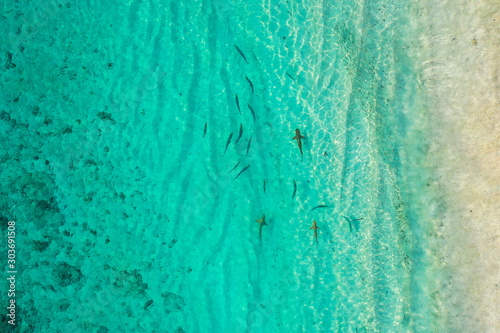 Fototapeta Aerial top down view of black tip sharks together in symbiosis with blue tuna sw
