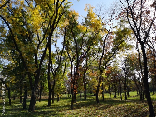 Autumn in the park