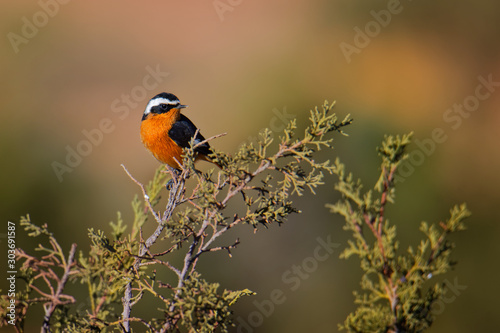 Phoenicurus moussieri - Moussier redstart small passerine bird in Phoenicurus, classified as Muscicapidae, endemic resident breeder in the Atlas Mountains of northwest Africa. photo