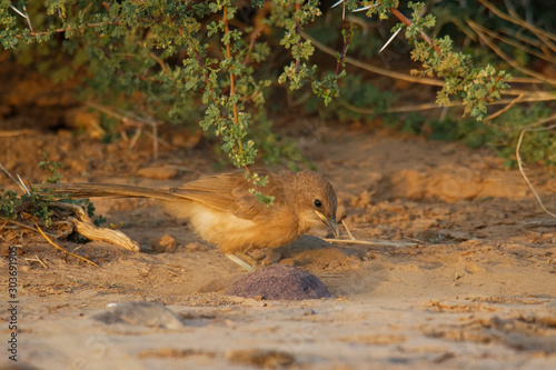 Fulvous babbler - Argya fulva fulvus  or fulvous chatterer is bird in Leiothrichidae, warm brown above with very faint streaking on the crown and back, throat is whitish