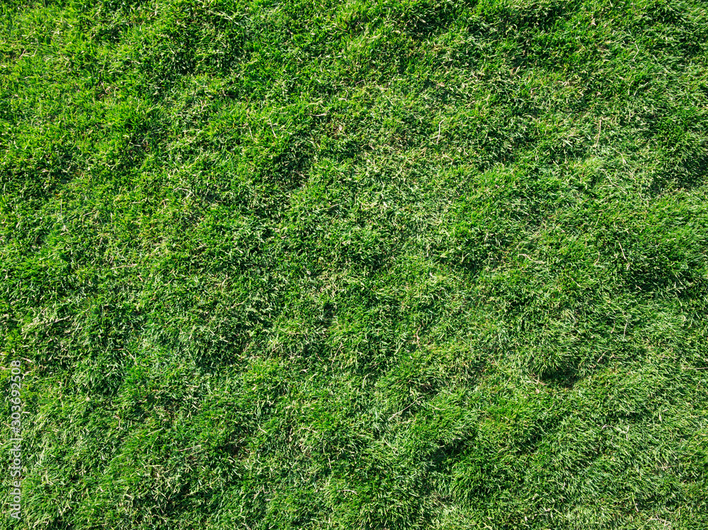 grass texture from a field grass texture from a field