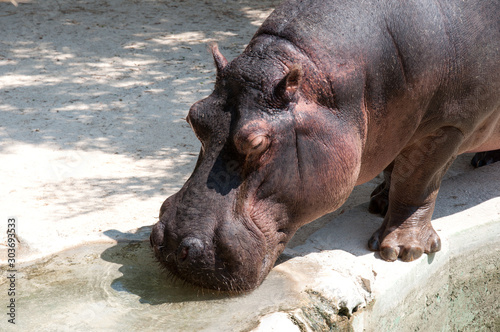The hippopotamus drinks water in a zoo