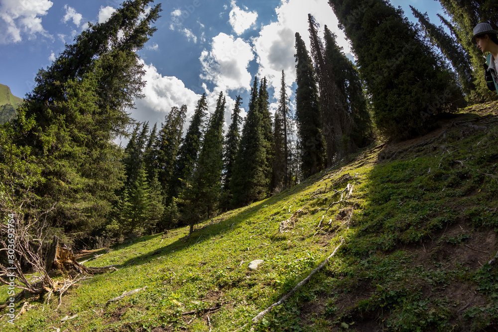 forest zone in the mountains, trails and high spruce trees forest zone in the mountains, trails and high spruce trees