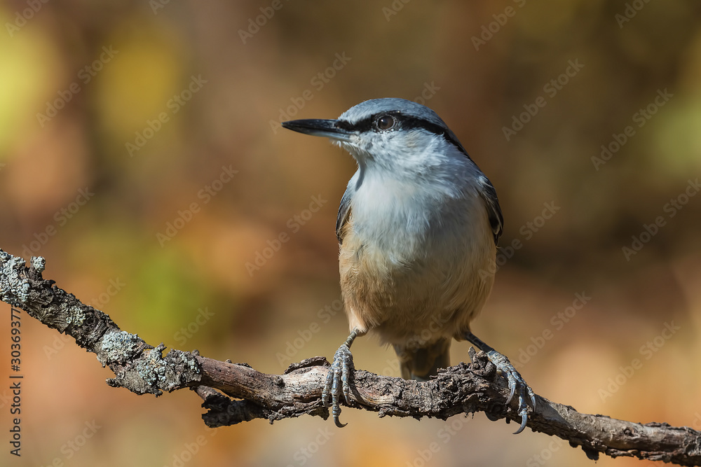 bird on a branch