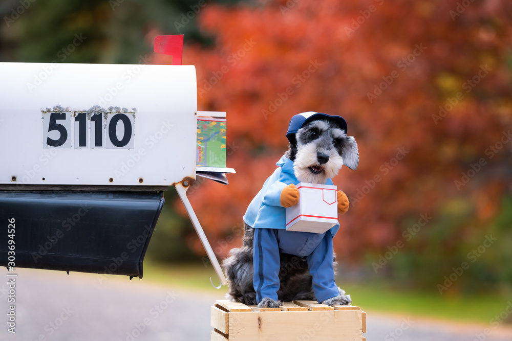 Little dog, miniature schnauzer dressed up in costume as letter carrier