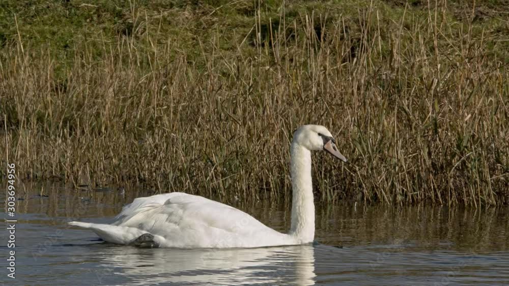 Feeding swan bird swimming past ducks on wetland waterway. Slow motion 150fps. Feeding swan bird swimming past ducks on wetland waterway. Slow motion 150fps.