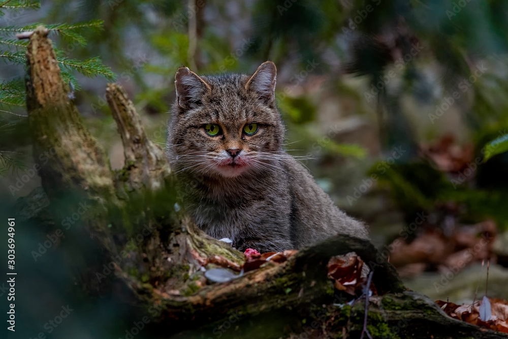 wild cat wild cat