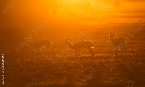 Backlit Springbok © Keith