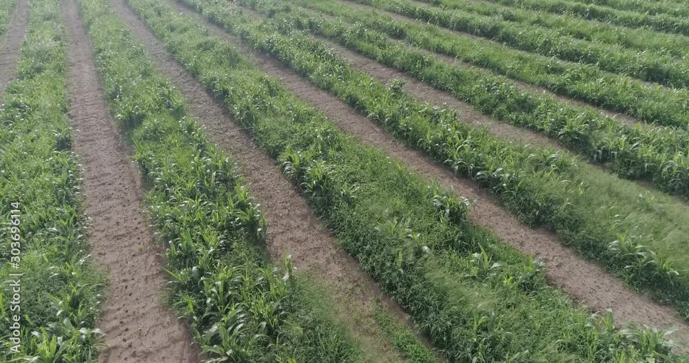 Sugar cane hasvest plantation aerial. Aerial top view of a agriculture fields. Sugar Cane farm. Sugar cane fields view from the sky. 4K. Sugar cane hasvest plantation aerial. Aerial top view of a agriculture fields. Sugar Cane farm. Sugar cane fields view from the sky. 4K.