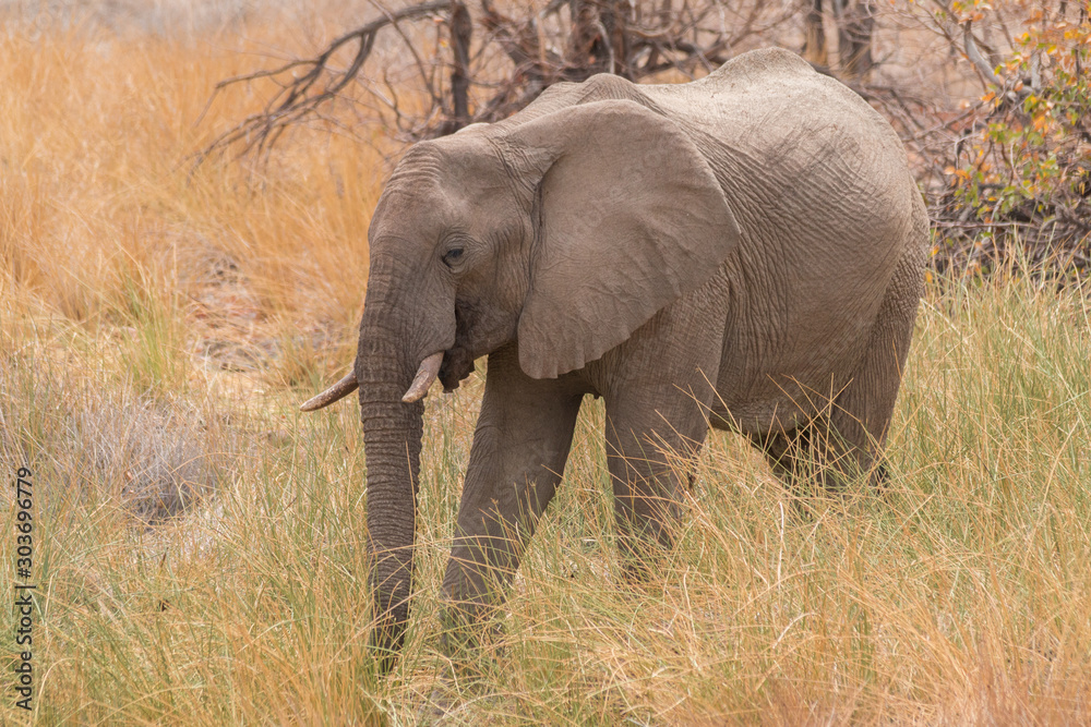 Desert Elephants at Palmwag conservancy, Namibia, Africa Desert Elephants at Palmwag conservancy, Namibia, Africa