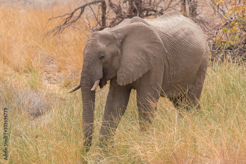 Desert Elephants at Palmwag conservancy  Namibia  Africa