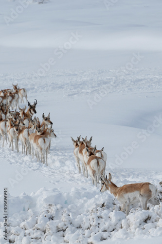 A large herd of Pronghorn Antelope, Antilocapra americana, in deep fresh snow near Elk Mountain, Wyoming