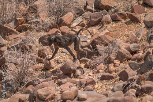 Baboon in Damaraland  Namibia  Africa