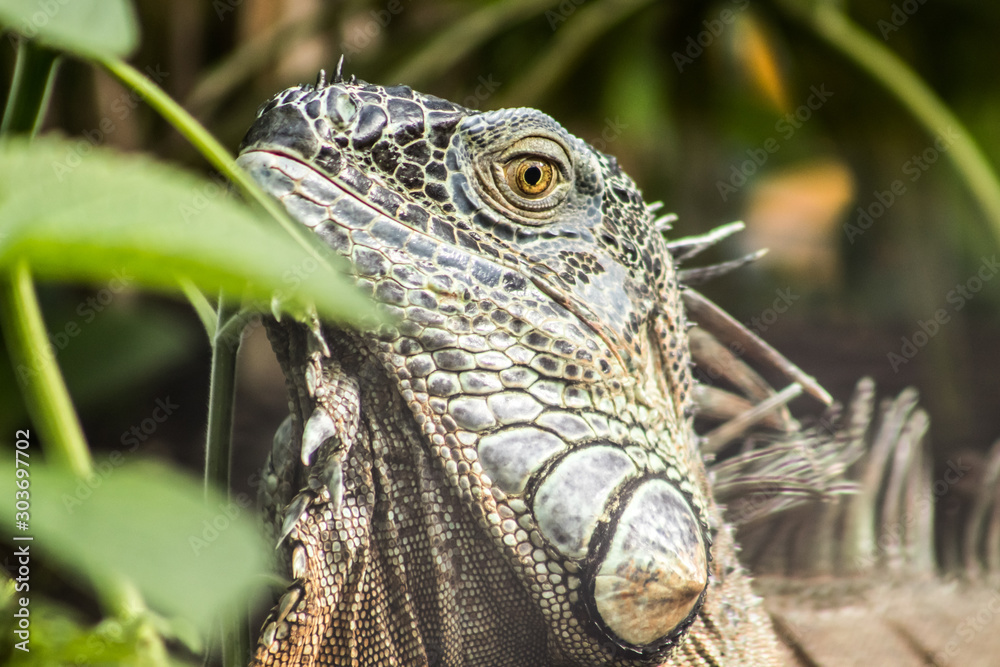 Obraz premium very big green reptile called iguana in the forest with orange iris and black pupil. the skin is full of scales like a dragon and a dinosaur. the photo of the animal is well detailed and blurred