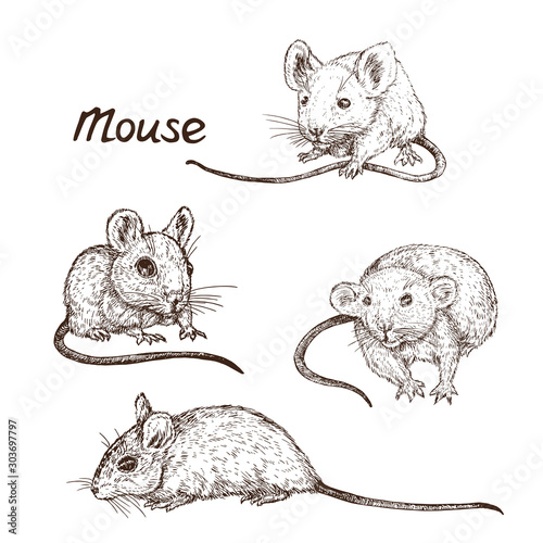 Mouse (rat) isolated collection, hand drawn gravure style, vector sketch illustration, element for design