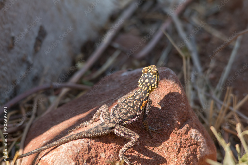 Naklejka premium Namib rock agama, Female, Damaraland, Namibia, Africa