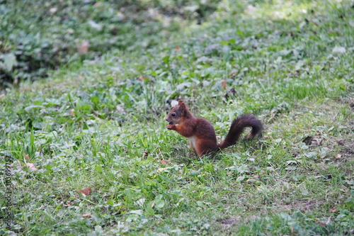 A red-brown squirrel with a bushy tail eats the extracted food