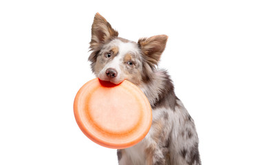 the dog holds a disc in his teeth. Border Collie on a white background,