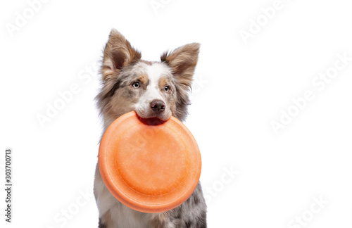 Photography the dog holds a disc in his teeth