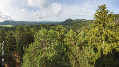 Fototapeta Naklejka Na Ścianę i Meble -  coniferous forest in the czech republic