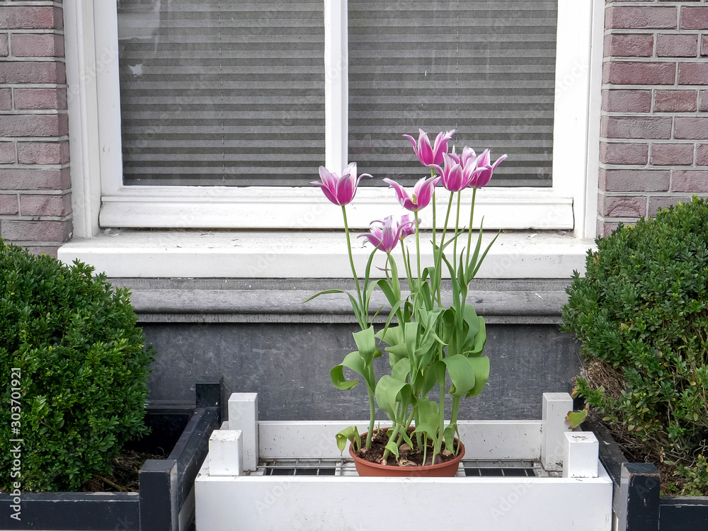 flowering pink tulips in a planter at amsterdam