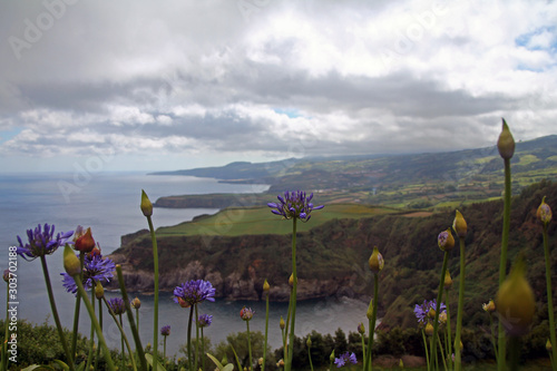 Violet Agapanthe bleue on the cliffs of Sao Miguel