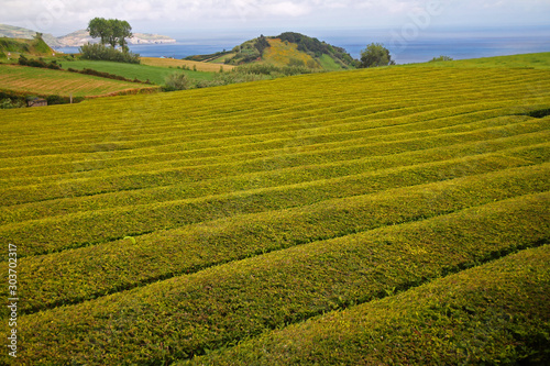 Tea fields in the middle of the Atlantic Ocean
