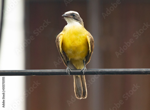 Yellow Bird. El Salvador, Central America.  photo