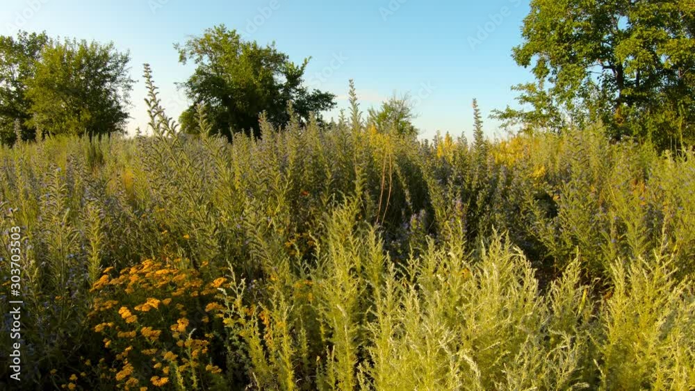 thikets of wild bloomy flowers and verdure flying butterflies clear blue sky hot summer in steppe thikets of wild bloomy flowers and verdure flying butterflies clear blue sky hot summer in steppe