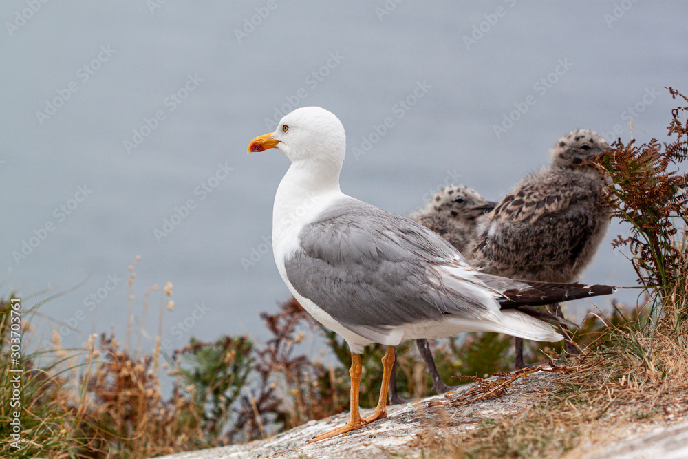 Gaviota y crias mirando al mar Gaviota y crias mirando al mar