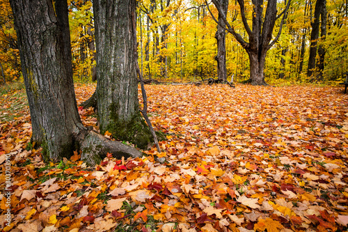 Beautiful and colorfull fallen leaves in autumn forest in national park