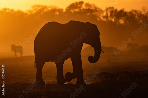 elephant at dusk