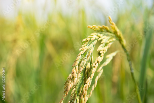 Ear of rice in the farm with blurred background., Select focus