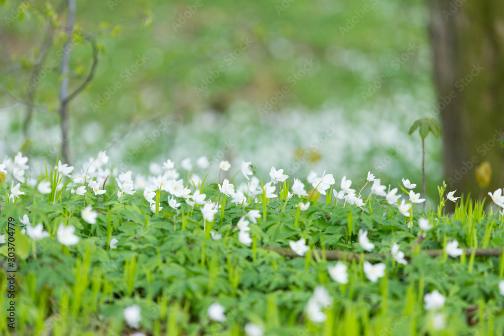 white flowers of an anemone on green grass