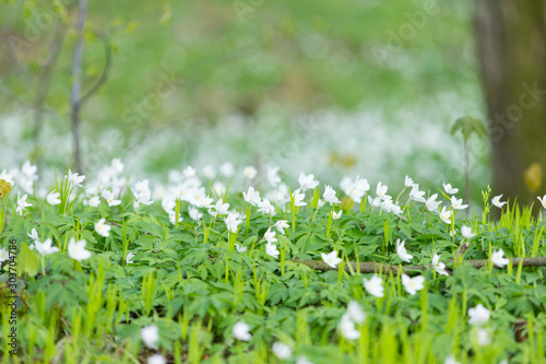 Fototapeta Naklejka Na Ścianę i Meble -  white flowers of an anemone on green grass