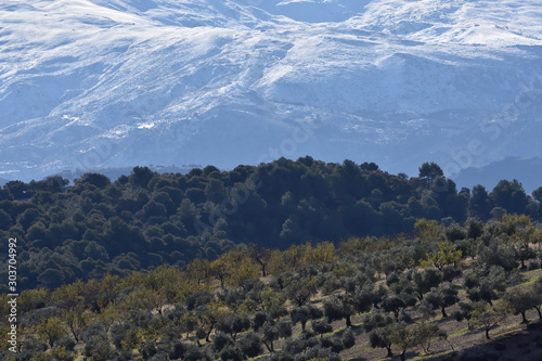 Fields of olive and almond trees with some holm oaks and pines  which contrast with the snow of Sierra Nevada in the background