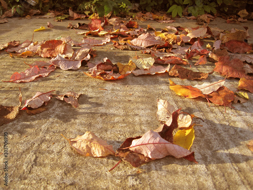 fallen dead leaves decorating the surface of Earth in autumn