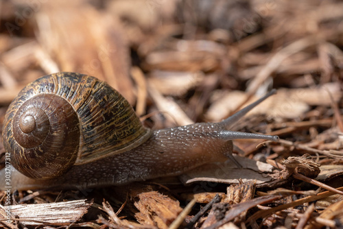 Snail (AGI) photo