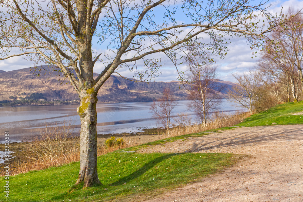 Tree at lake in mountains Fort William Scotland Highlands Tree at lake in mountains Fort William Scotland Highlands