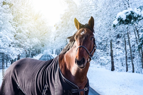 Chestnut sidesaddle horse without her rider . Horse during winter