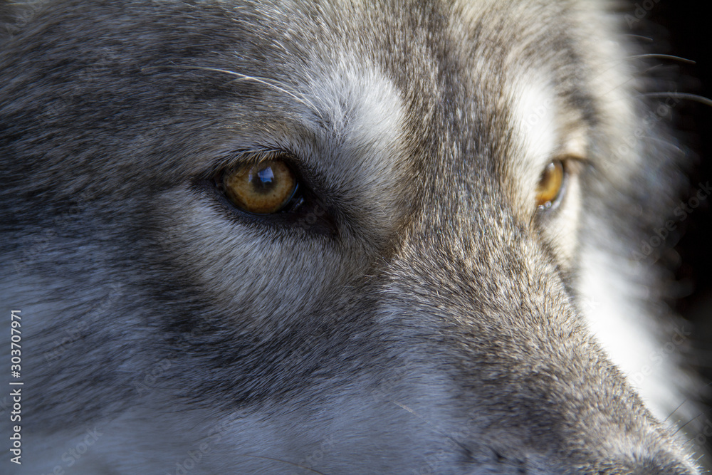 Fototapeta close up of head of wolf