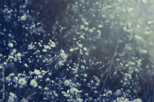 Field of cosmos flower