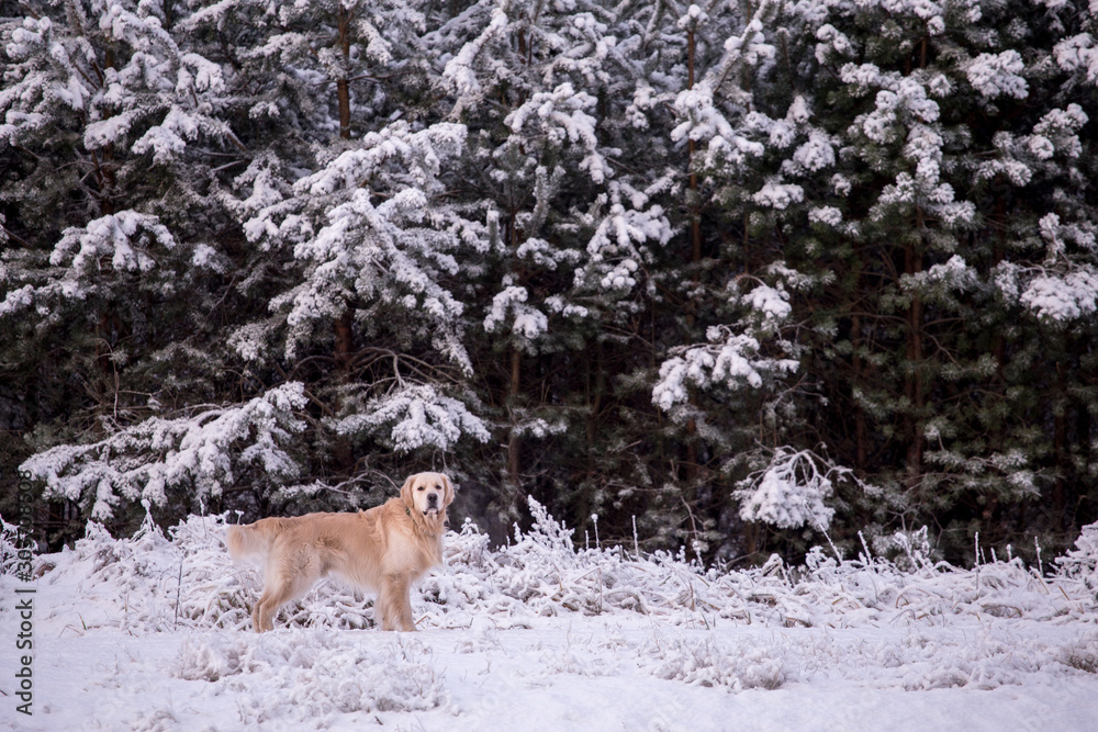 Golden Retriever dog in winter forest, snowy forest Golden Retriever dog in winter forest, snowy forest