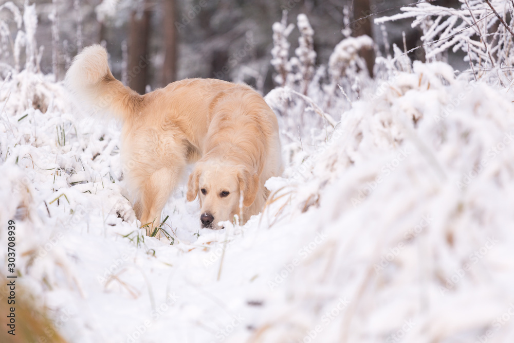 golden retriever dog playing in the snow field, a dog in the winter in the snow
