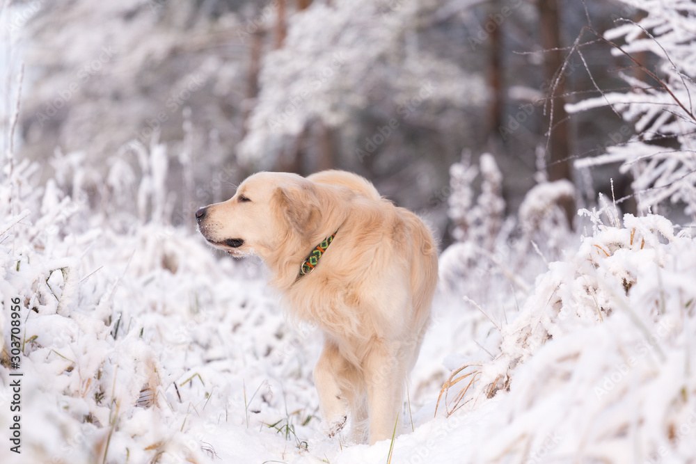 golden retriever dog playing in the snow field, a dog in the winter in the snow golden retriever dog playing in the snow field, a dog in the winter in the snow