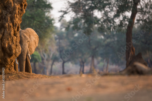 Hidden elephant © Keith