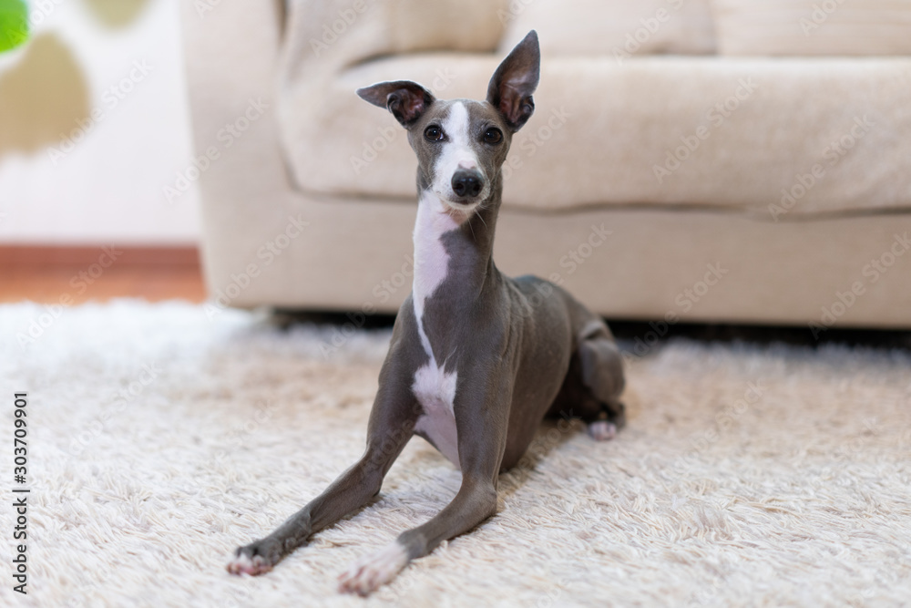 自宅でくつろぐイタリアングレイハウンド犬 Stock Photo Adobe Stock
