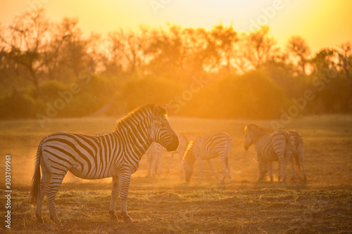 Zebra Sunrise
